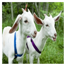 Aqiqah dengan Kambing Betina